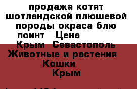 продажа котят шотландской плюшевой породы окраса блю-поинт › Цена ­ 7 000 - Крым, Севастополь Животные и растения » Кошки   . Крым